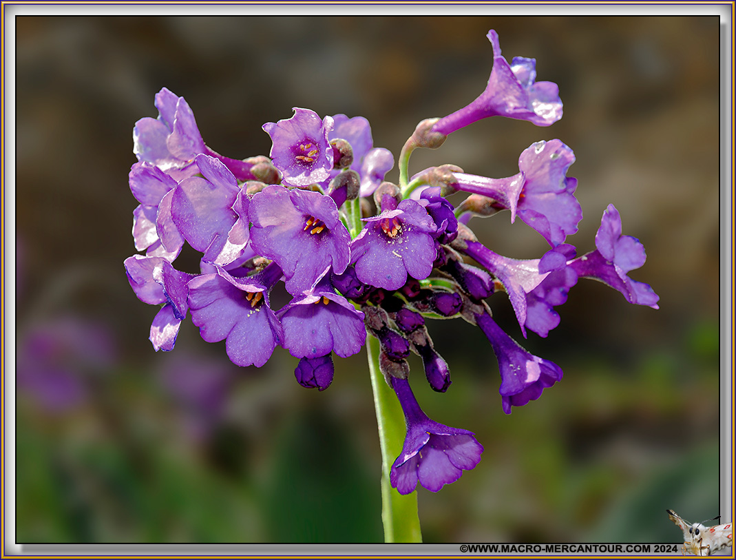 Primevères visqueuses